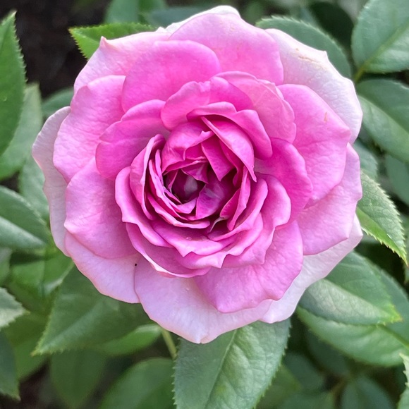 Meet your Posher, E🌸 - Picture 6 of 15